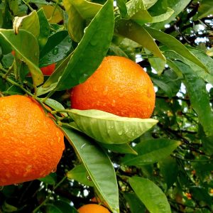 1030926-frutas-naranjas-naturaleza