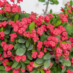 Euphorbia Milii or Christ Thorn woody succulent shrub with bright pink flower. Blooming flora, thorny green plant with poisonous sap background.